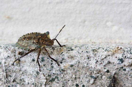 Top 5 Termite Inspection Services Offered in Long Island NY